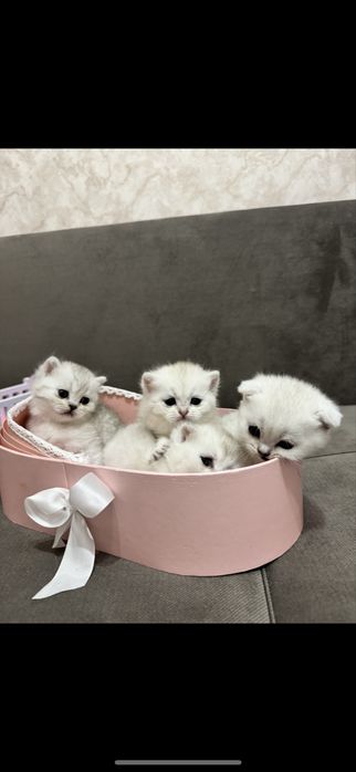 Британский шиншила котята