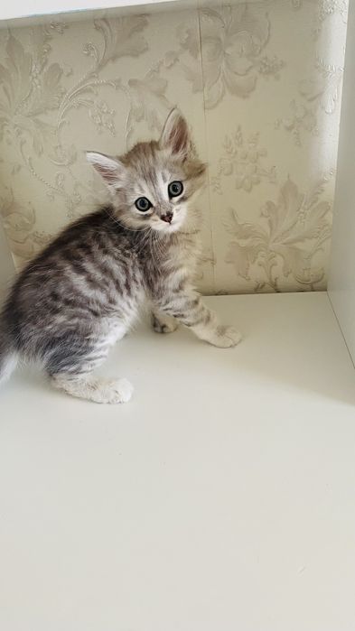 Продам котенка 1,5 месяца