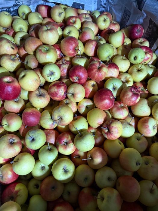 Яблоки с домашнего сада