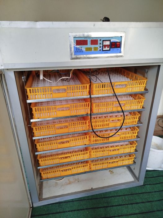 1000 тали Инкубатор сотилади