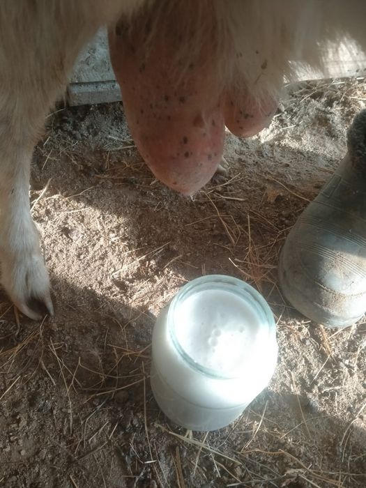 Сауынды ешки сауынды