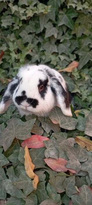 Баран зотли куён