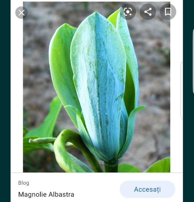 Magnolia Galbena si Albastra