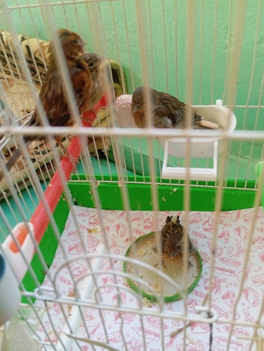 Канарейкалар сотувда