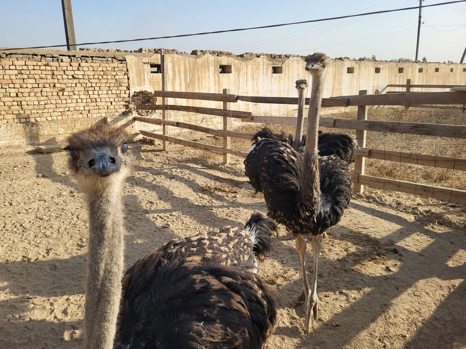 Страус, Туякуш сотилади 5 ойлик 180 см буйи