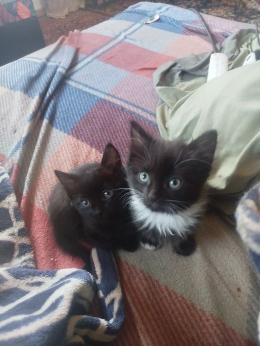 Отдам котят в хорошие руки