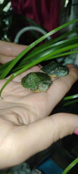 Аквариумные черепашки