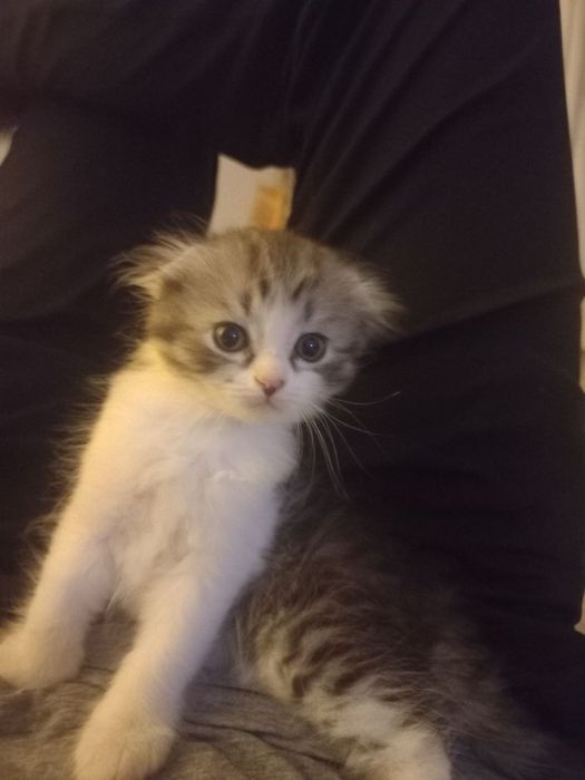 Шотландский вислоухи котенок