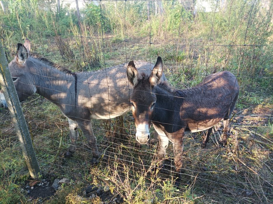 Oferă specială 3 măgărițe de 3 ani