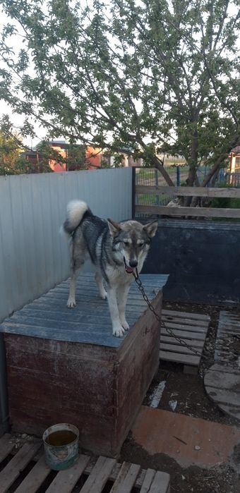 Западно Сибирский Лайка