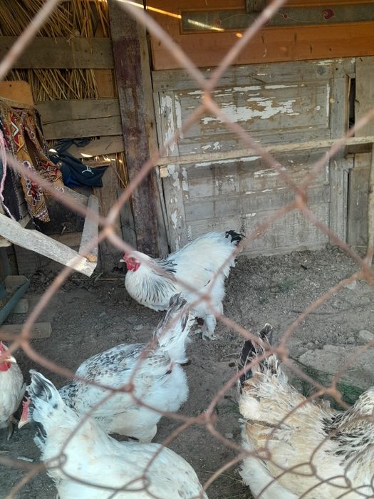 Атеш сатам багасы 8000