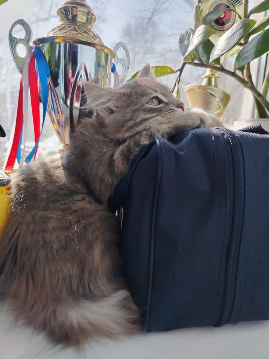 Подарю в заботливые руки