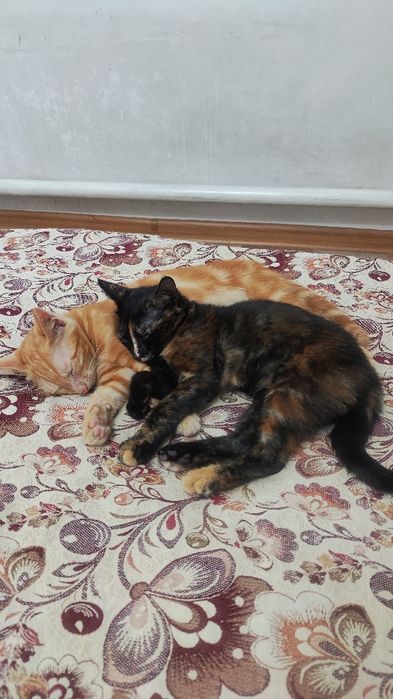 Котята подростки 3 месяца.