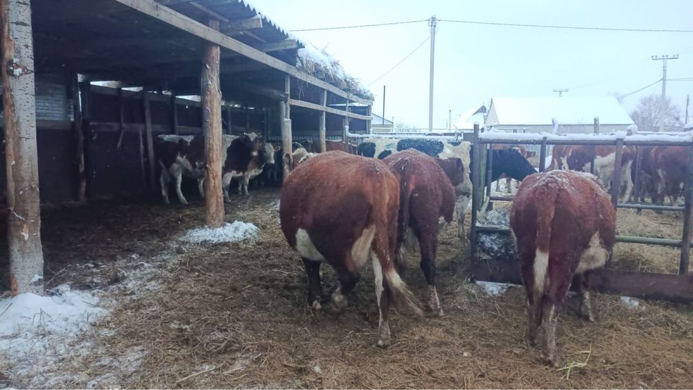 Продается корова согым