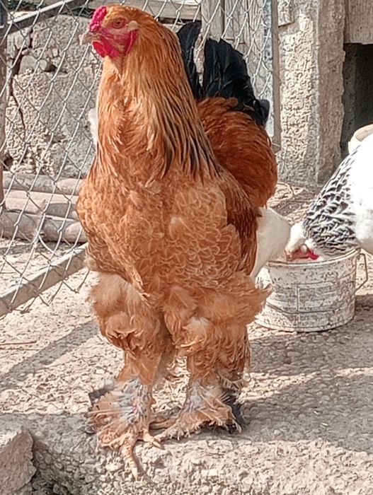 Găini Brahma Columbia și HD
