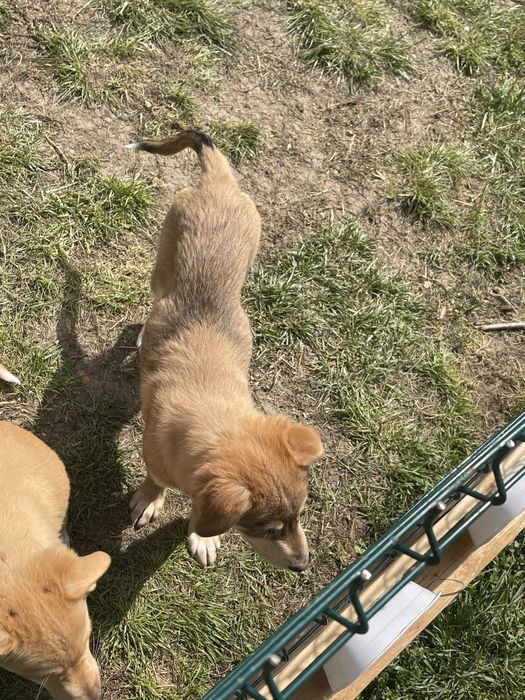 Adoptie pui de catel