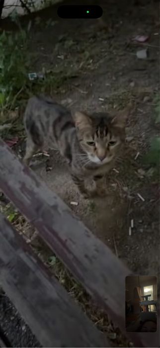 Найден/замечен кот, Алматы, Саина Толеби