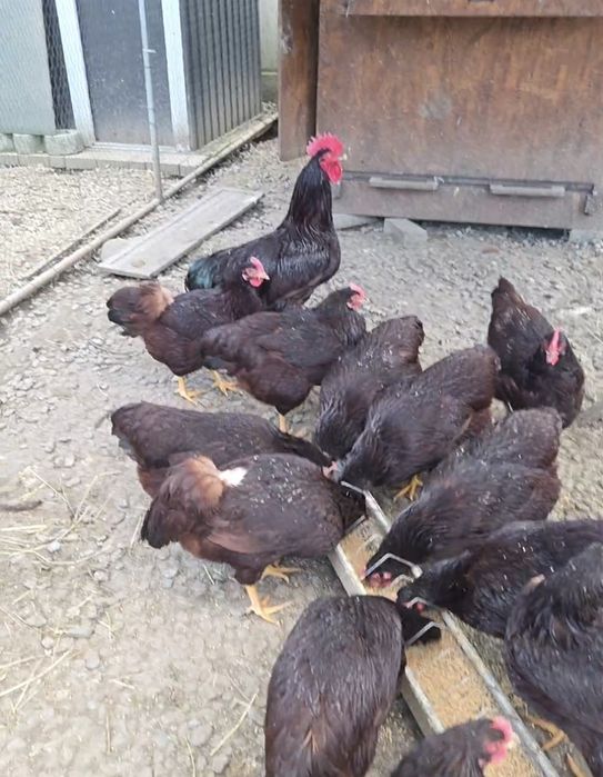 Vând ouă de găină pentru incubat. Preț avantajos!