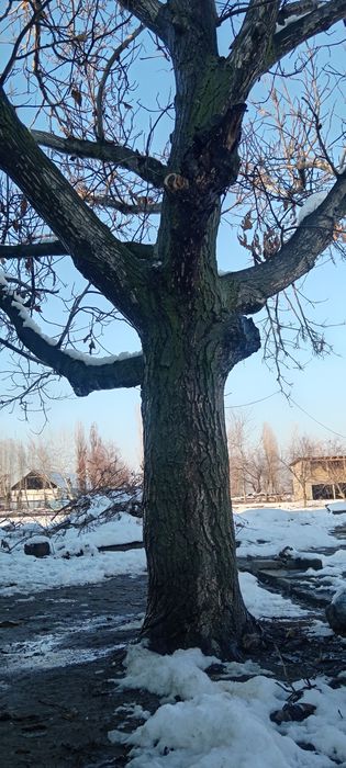 Yong'oq daraxti sotiladi