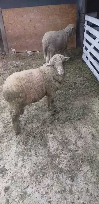 Vand berbec merinos de prăsilă
