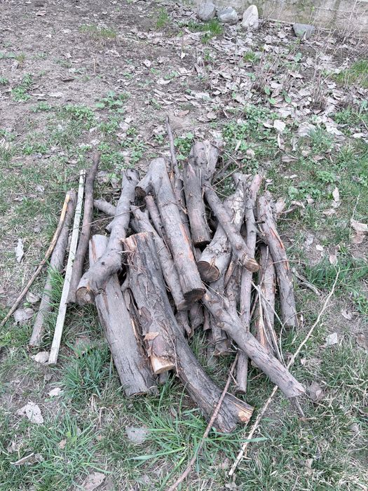 Бревна деревьев, полена