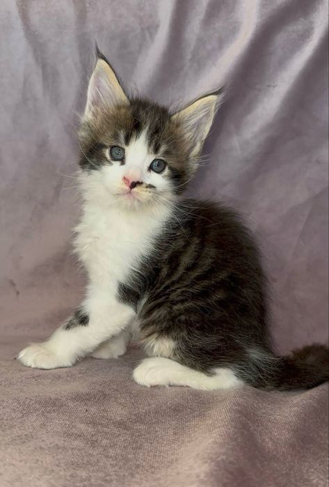 Мальчишка мейн кун из питомника