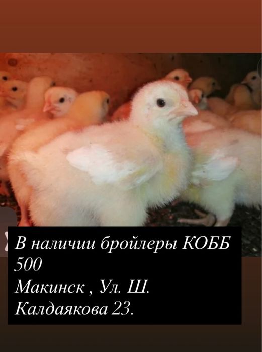 Продам бройлер породы  КОББ 500