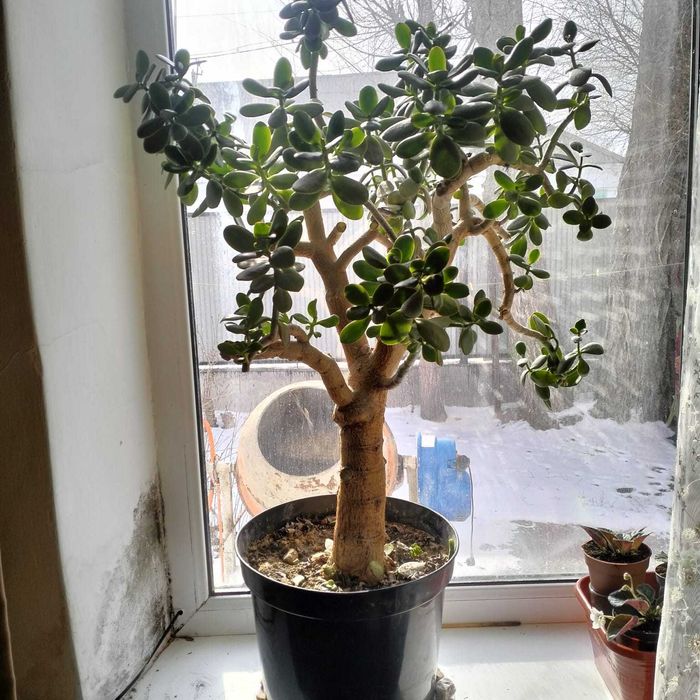 Продам денежное дерево