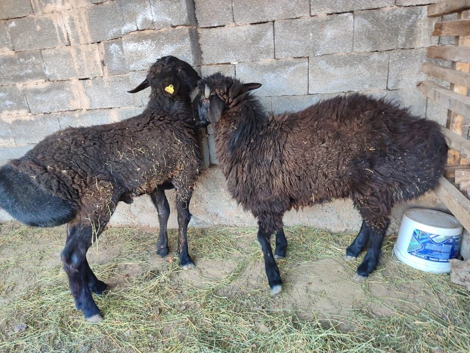 Қошқарлар бар срочно