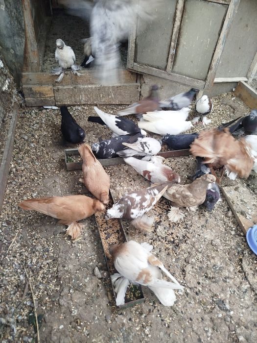 Продам голубе разных