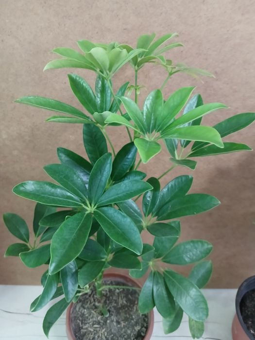 Шефлера высота 45-50см