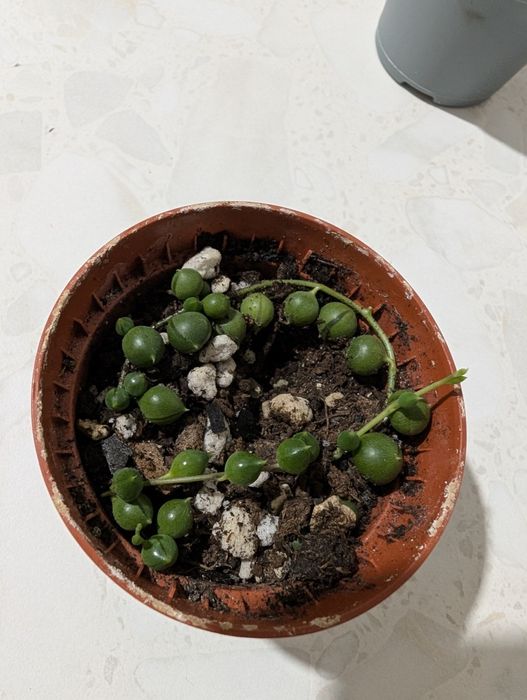 Крестовник Роули