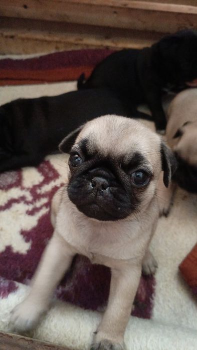 Продам щенков мопса