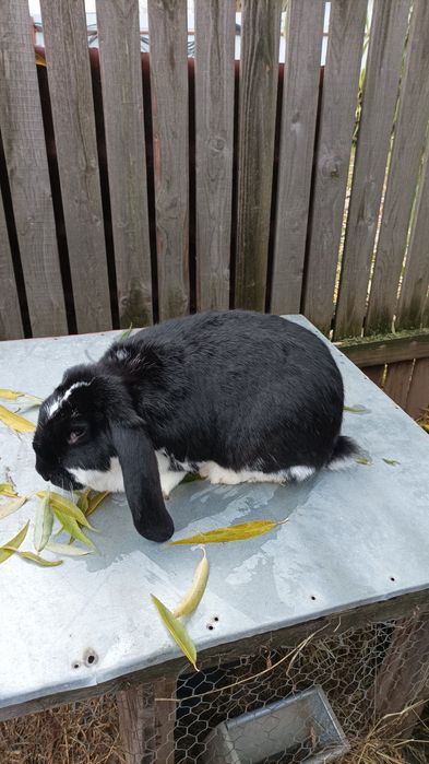 Vinzare iepuri berbec german din 2024