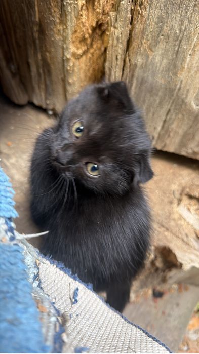 Котята вислоухие