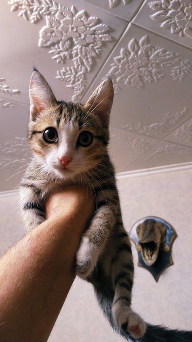 Котейка ищет новый дом