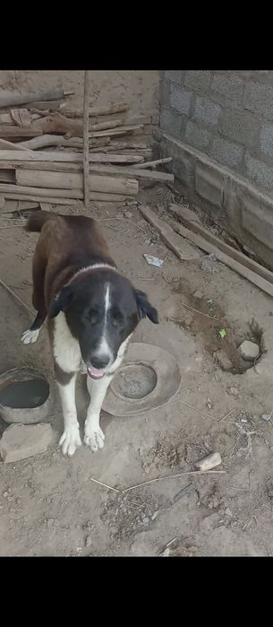 Sotiladi Xonqa tumani