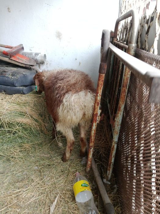 Бордақы ұрғашы тоқты