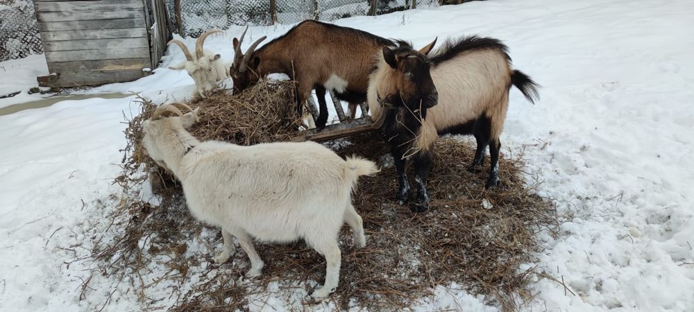 Capre și ieduțe de vânzare.