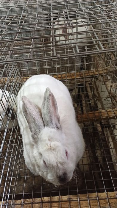 Assalomu alaykum Kaliforniya zotli quyonlar sotiladi. Narxi 350 soʻmda