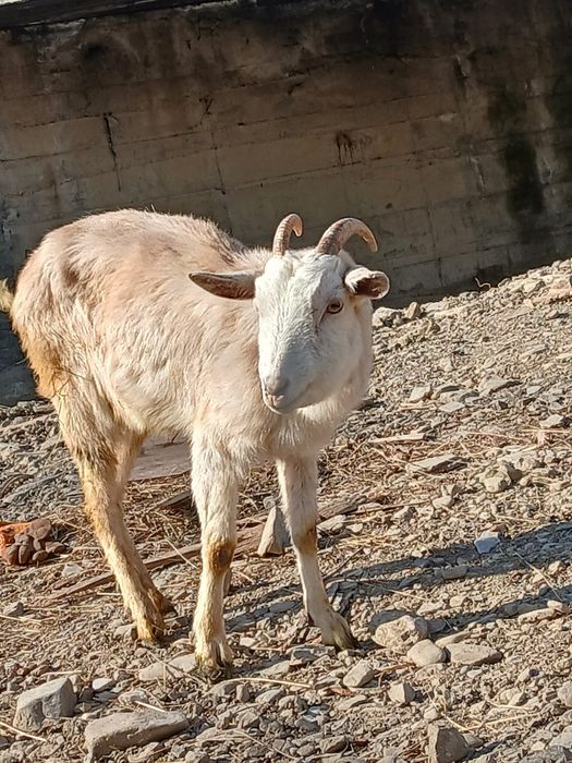 Vând iada sanin are un an e foarte buna