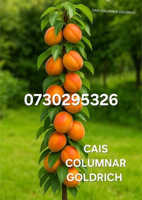 Vând Pomii Fructiferi COLUMNARI Anul 3 de vegetație Certificați