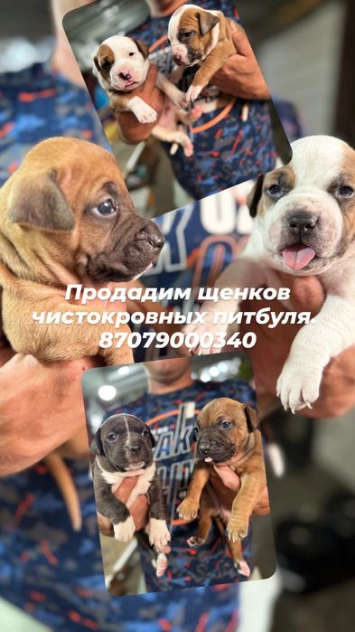 Щенки чистокровные питбуля