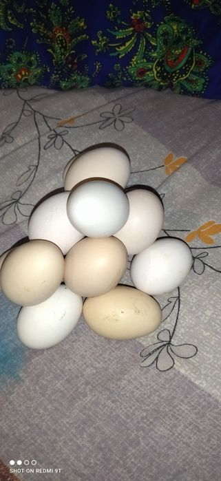 Яйца домашные для инкубации