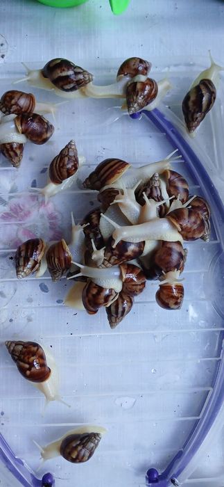 Ulitkalar sotiladi, yuz parvarishi uchun foydali