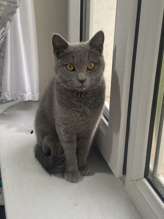 мушук сотлади Бритян