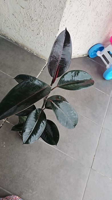 Фикус и другие цветы