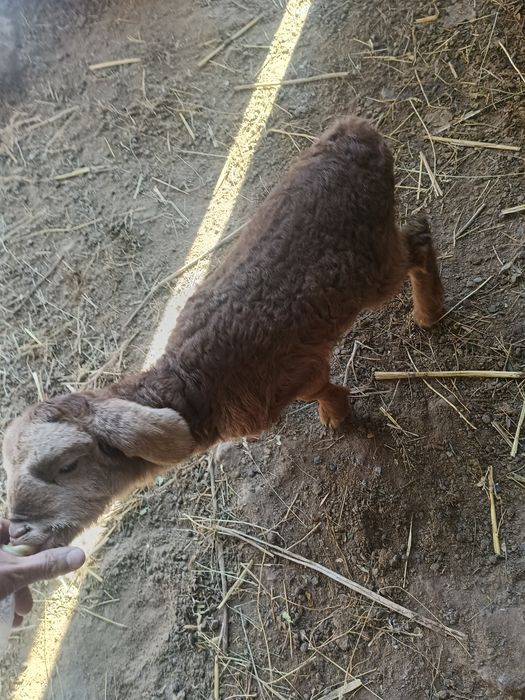 20 күндік екек қозы сүтке үйренген