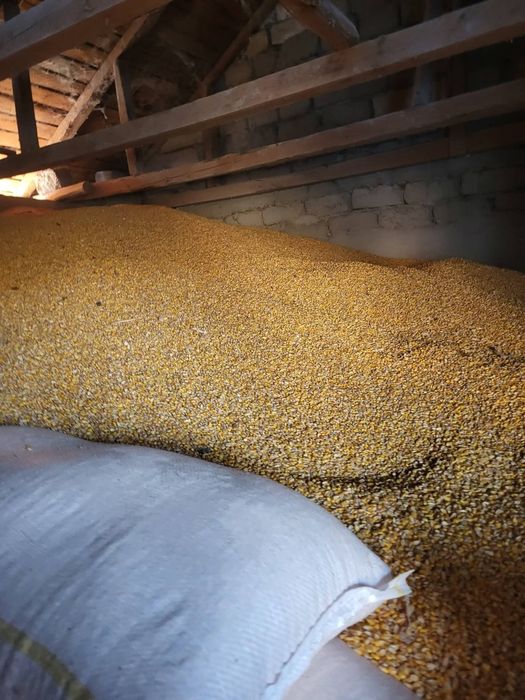 Boabe , grau , tarate , uroaie , mazare ,srot soi, srot floare