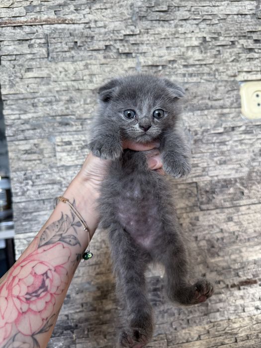 Продаются котята скотиш фолд и скотиш страйт